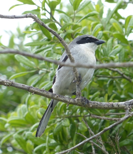 Loggerhead Shrike